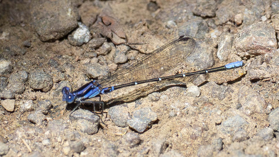 Argia pulla (Purple Dancer).jpg
